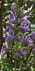 Brillantaisia owariensis