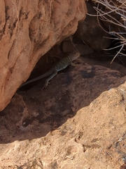 Crotaphytus collaris