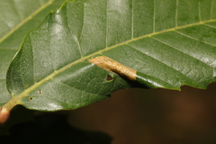 Phyllonorycter messaniella
