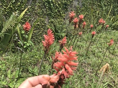 Sacoila lanceolata