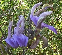 Brillantaisia owariensis