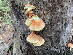 Laetiporus