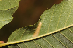 Phyllonorycter messaniella