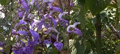 Brillantaisia owariensis