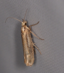 Ypsolopha parenthesella