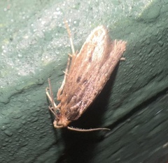 Hofmannophila pseudospretella