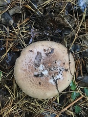 Amanita novinupta