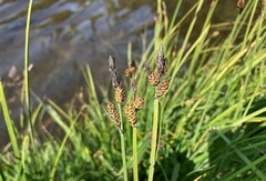 Carex scopulorum