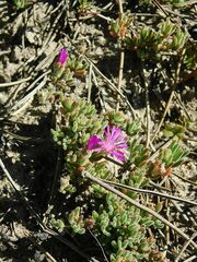 Drosanthemum ambiguum