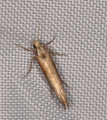 Ypsolopha parenthesella