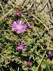 Drosanthemum ambiguum
