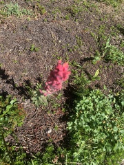 Castilleja parviflora