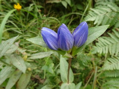 Gentiana rubricaulis