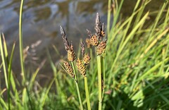 Carex scopulorum