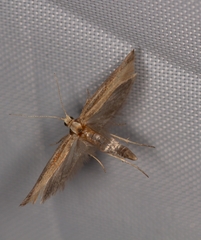 Ypsolopha parenthesella