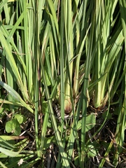 Carex scopulorum