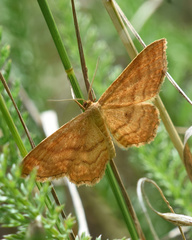 Idaea ochrata