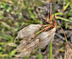 Eriophorum angustifolium