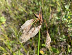 Eriophorum angustifolium
