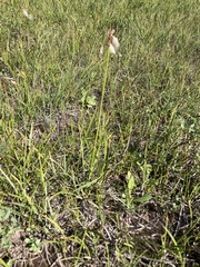 Eriophorum angustifolium