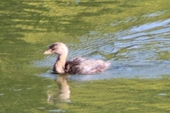 Podilymbus podiceps podiceps
