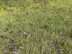 Eriophorum angustifolium