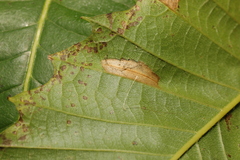 Phyllonorycter messaniella