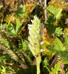 Spiranthes romanzoffiana