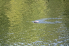 Podilymbus podiceps podiceps