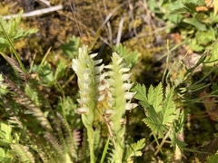 Spiranthes romanzoffiana