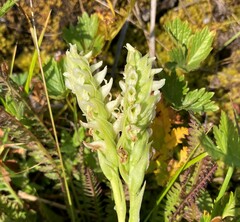 Spiranthes romanzoffiana
