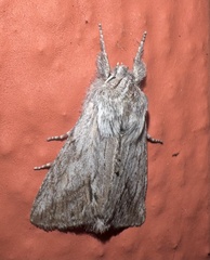 Pleromelloida cinerea