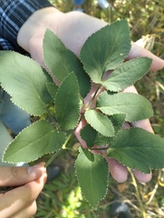Zizia aurea