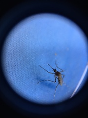 Coquillettidia perturbans