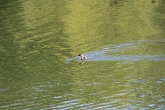 Podilymbus podiceps podiceps