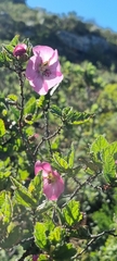 Anisodontea scabrosa