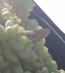 Callophrys xami