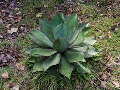 Agave maximiliana