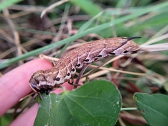 Agrius cingulata