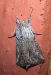 Pleromelloida cinerea