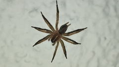 Lycosoides coarctata