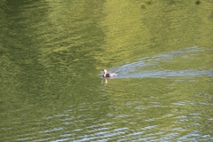 Podilymbus podiceps podiceps