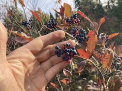 Viburnum cassinoides