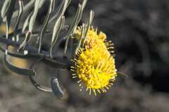 Leucospermum