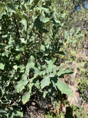 Quercus grisea