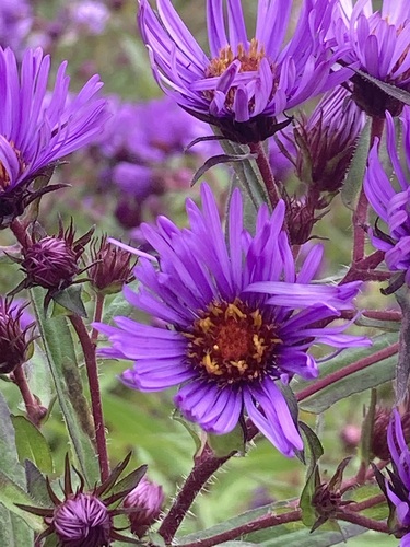 Symphyotrichum novae-angliae