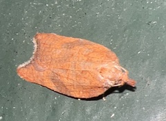 Acleris rhombana