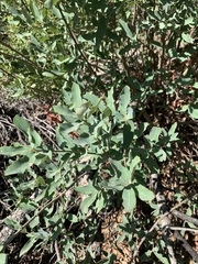 Quercus grisea