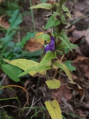Campanula trachelium