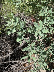 Quercus grisea